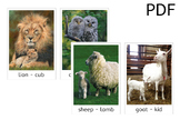 Animals and Babies Flashcards - Large (PDF)
