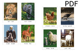 Animals and Babies Flashcards - Small (PDF)
