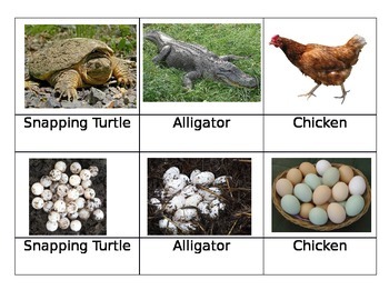 Oviparous Animals and Eggs Matchup Cards by Miss Charlotte's Web