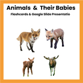 Animals and Their Babies Flashcards (2024)