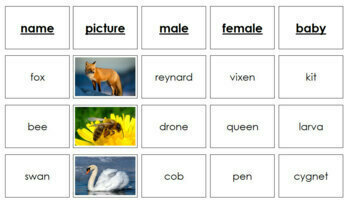 Animals and Their Names - Matching Cards by Montessori Print Shop