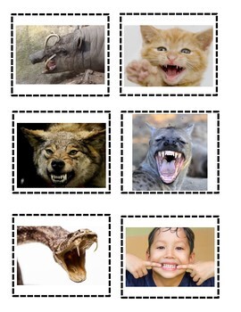 Animals and Their Teeth Cards by Early Childhood Resource Center