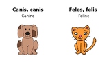 Animals in Latin!