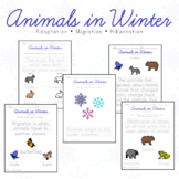 Animals in Winter - Guided Writing - Adaptation • Hibernat