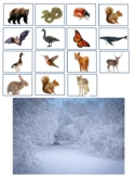 Animals in Winter Habitats and Animal Sorting-Hibernation