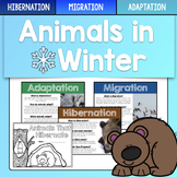 Animals in Winter - Hibernation, Migration, Adaptation - S