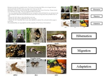 Preview of Animals in Winter: Hibernation, Migration and Adaptation activity