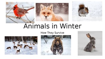 How Animals Survive Winter - Migration and Hibernation by Cheryl Smith