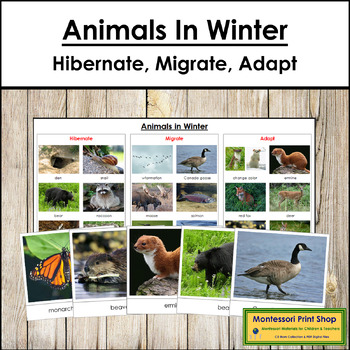 Preview of Animals in Winter (Migrate, Hibernate, Adapt) - Animal Behavior