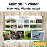 Animals in Winter (Migrate, Hibernate, Adapt) - Animal Behavior