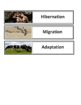 Animals in Winter: Migration, Hibernation & Adaptation by Amy Pollman