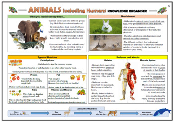 Preview of Animals including Humans Knowledge Organizer (for Grades 2-3)