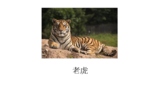 Animals' name in Chinese