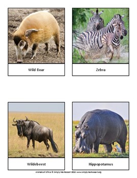 Preview of Animals of Africa