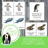 Animals of Antarctica Montessori Nomenclature 3-Part Cards