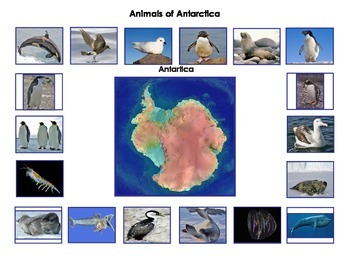 Animals of Antarctica: Montessori Three Part Cards | TPT