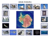 Animals of Antarctica and Antarctic Animals Mini Matching 