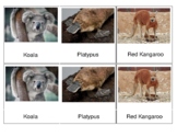 Animals of Australia 3-Part Cards Montessori