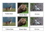 Animals of Europe 3-part Cards- Montessori