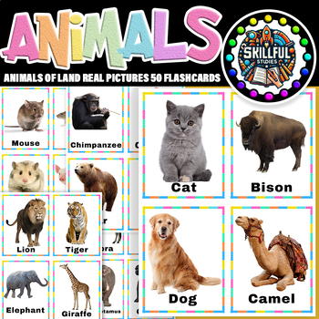 Preview of Animals of Land Real Pictures 50 Flashcards Animals of the Seven Continents