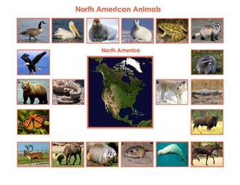 Animals of North America: Montessori Three Part Cards | TpT