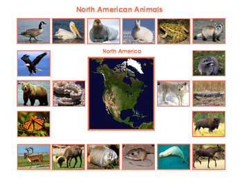 native american animals