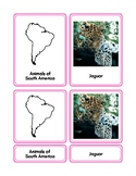 Animals of South America