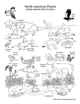 north american animals coloring pages