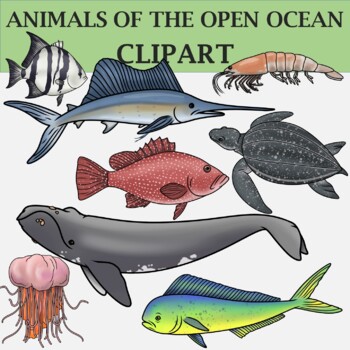Preview of Animals of the Open Ocean Habitat - Ocean Animals Clip Art