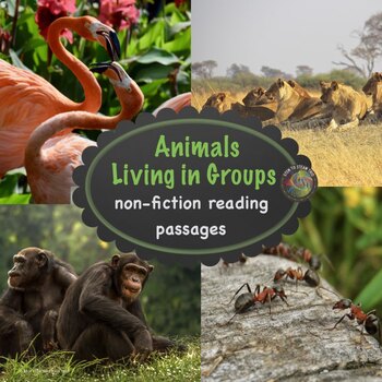 Preview of Animals that Live in Groups Reading Comprehension Articles 