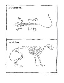 Animals with Backbones Are Called Vertebrates | TPT