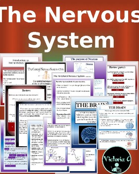 Preview of Animated and Interactive PowerPoint The Nervous System