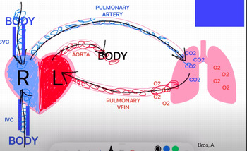 Preview of Animation: Blood Flow of the Cardiopulmonary System- Cardiovascular & Pulmonary
