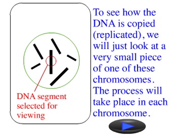 Dna Replication Project Teaching Resources | TPT