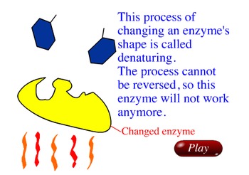 Animation - Enzyme Activity by Jim Wanamaker from Lew-Port's Biology Place