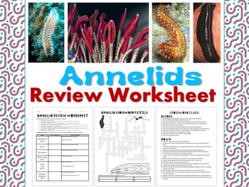 Preview of Annelids (Segmented Worms) Review Worksheet for Zoology or Biology