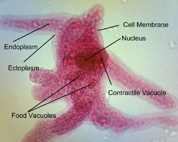 amoeba microscope slide