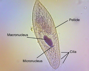 Annotated Paramecium by Artisan of All Things Science and Language Arts