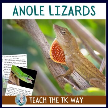 Preview of Anole Lizard Classroom Pet Science Book