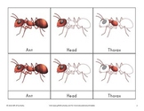 Ant 3-Part Cards (Montessori printables for teaching ant anatomy)