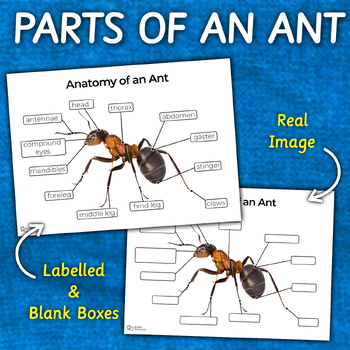 Preview of Ant Anatomy Worksheet | Parts of an Ant | REAL IMAGE | Labelled & Blank Spaces