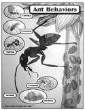 Ant Behaviors