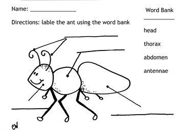 Preview of Ant Labeling Sheet
