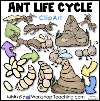 Preview of Ant Life Cycle Clip Art Whimsy Workshop Teaching
