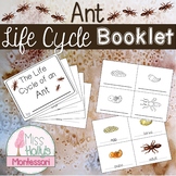 Ant Life Cycle Booklet Montessori Inspired