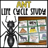 Ant Life Cycle | Centers, Activities and Worksheets | Scie