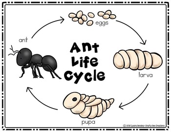 Ant Life Cycle Craft by Crafty Bee Creations | Teachers Pay Teachers