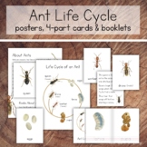 Ant Life Cycle Pack