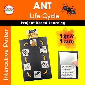 Preview of Ant Life Cycle Project