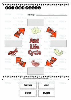 Ant Life Cycle Worksheets | Cut and Paste by Busy Bee Studio | TpT